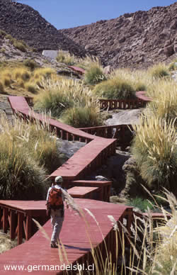 TERMAS DE PURITAMA